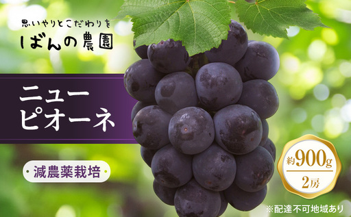 ぶどう 2026年 先行予約 ニュー ピオーネ 2房 約900g 減農薬栽培 ブドウ 葡萄 岡山県産 国産 フルーツ 果物 ギフト ばんの農園 ニューピオーネ 種なし