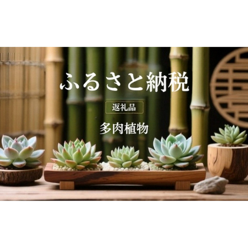 多肉植物 エケベリア セダム お任せ 観葉植物 多肉植物[50株]