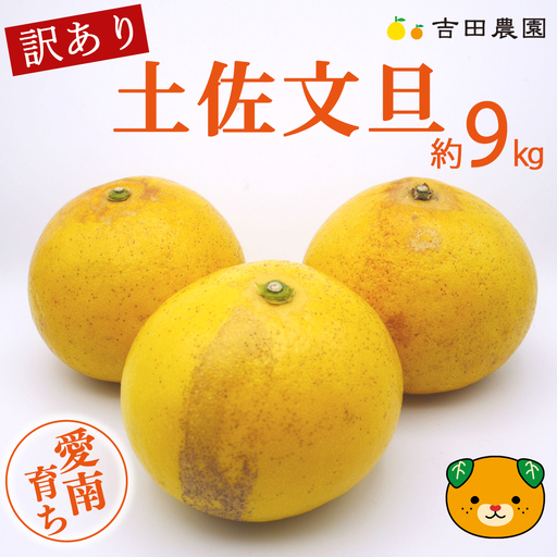 [先行予約]数量限定 訳あり 土佐文旦 9kg 10000円 みかん 文旦