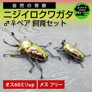 ニジイロクワガタ 成虫 ペア 飼育セット（オス:60ミリup / メス:フリー）