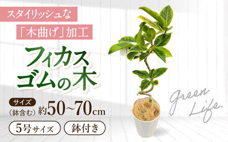 観葉植物 フィカスゴムの木 鉢植え 大村市 エコグリーンヒガシ/フィカス ゴムの木 ゴムノキ 鉢付き 室内 植物 インテリア プレゼント ギフト[ACAL007]