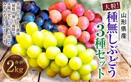 たっぷり日光を浴びたみずみずしい 種無しぶどう3種セット （シャインマスカット＋旬なぶどう） 約2kg 山形県産 産地直送 フルーツ マスカット 果物 高級 ぶどう 【2026年9月下旬～10月上旬に順次発送予定】