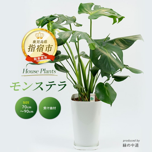 モンステラ70cm〜90cm 緑の中道 IB067-001 観葉植物 観葉植物 ※北海道・沖縄・離島配送不可