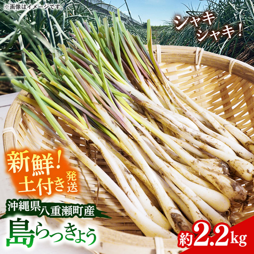 【先行受付】新地農園 沖縄県産 島らっきょう 約2.2kg - 生らっきょう 国産 先行予約 塩漬け 浅漬け 甘酢漬け 漬物 天ぷら チャンプルー 土付き おすすめ 送料無料 八重瀬町