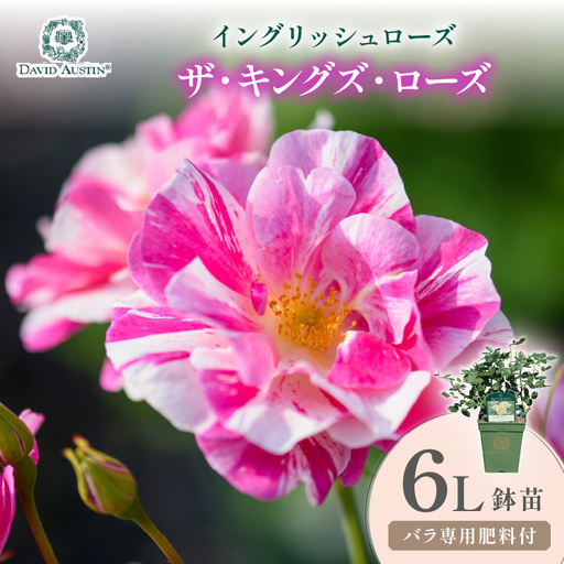 【イングリッシュローズ】デビッド・オースチン ザ・キングズ・ローズ 6L鉢苗（バラ専用肥料付）【025D-054】