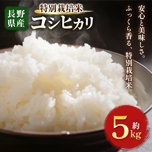 木島平産 特別栽培米 コシヒカリ 約5kg | 米 こしひかり コシヒカリ 定番 品種 特別栽培 寒暖差 木島平村 長野県 信州 コシヒカリ 特別栽培米