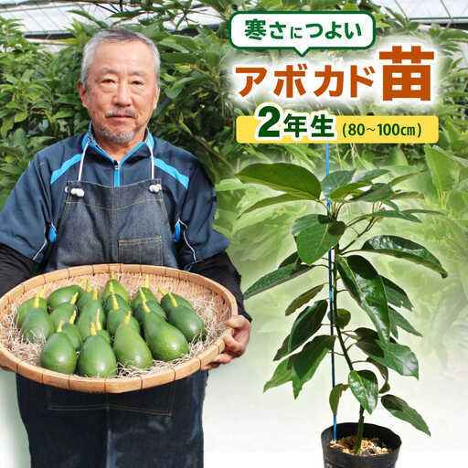 アボカド苗木 80?100cm 品種【ベーコン】 2年生苗 長崎県産 耐寒 / アボカド 苗木 国産 苗 定植 あぼかど / 諫早市 / アボカド長崎農園[AHEA005]