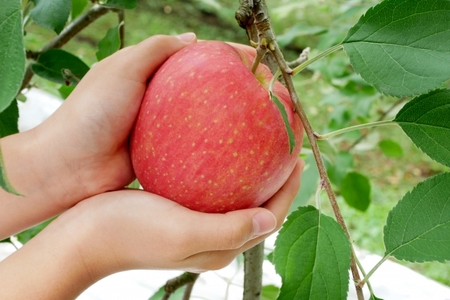 りんご サンふじ 【 訳あり 】 信州伊那谷産 農家直送 サンふじ 家庭用 りんご 5kg【011-a2】