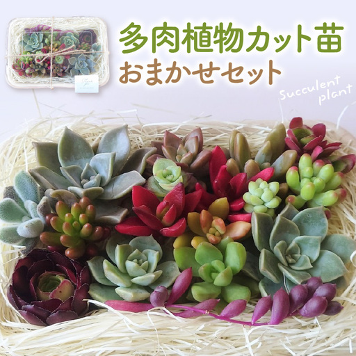 多肉植物 カット苗 おまかせセット 植物 多肉植物 苗