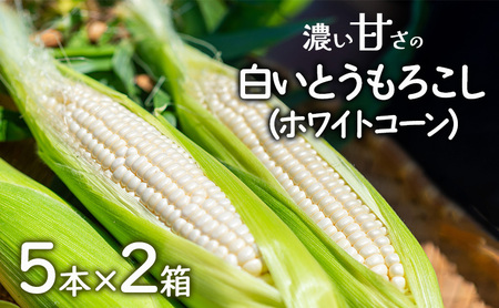 とうもろこし ホワイトコーン 2箱 淡路島 とうもろこし