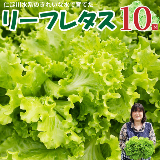 【ふるさと納税】 ＜佐川町産 リーフレタス 10袋＞水耕栽培 野菜 高知 新鮮 西村農園 【冷蔵】