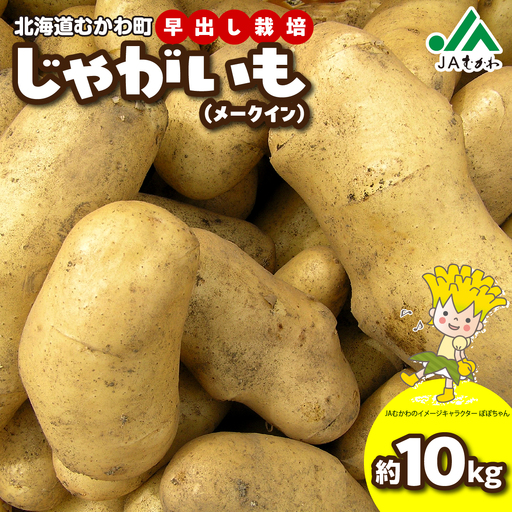 ＜2026年8月上旬より発送＞ばれいしょ MKWAL2001