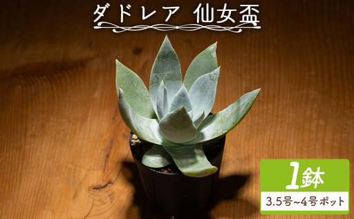 多肉植物 ブリトニー(仙女盃) ダドレア 多肉植物 cc-0020