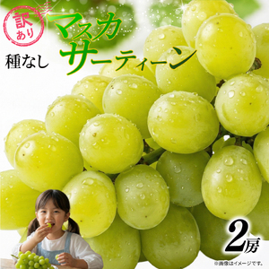 訳あり マスカサーティーン 2房 1kg 以上 数量限定 種なし