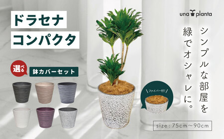観葉植物 ドラセナコンパクタ8号(約H75cm〜90cm)鉢カバーセット / 秦野 神奈川