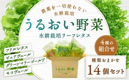 水耕栽培 リーフレタス「うるおい野菜」14個セット 野菜 フリルレタス ピュアヴェール グリーンマリーゴールド モコヴェール セット 福岡県 北九州市