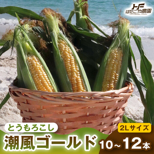 ［2027年発送 先行予約 夏の味覚］潮風ゴールド　2Lサイズ  10～12本 とうもろこし トウモロコシ ゴールドラッシュ 黄色 スイートコーン 茹でとうもろこし BBQ 焼き肉 白浜町