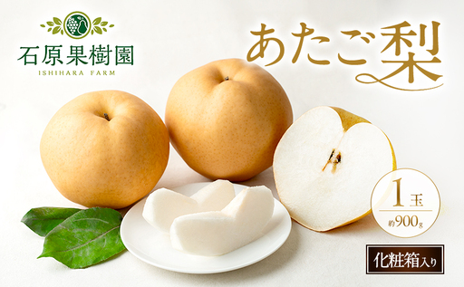 梨 2026年 先行予約 あたご梨 1玉 (約900g) 化粧箱 [11月下旬〜12月中旬頃発送] ナシ なし 岡山県産 国産 フルーツ 果物 ギフト 石原果樹園