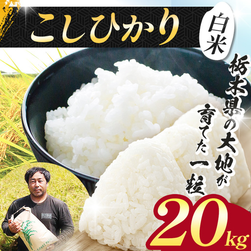 【先行予約】栃木県 下野市 コシヒカリ 20kg 米