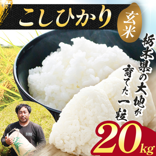 【先行予約】栃木県 下野市 コシヒカリ 玄米 20kg 米 	 																											　米