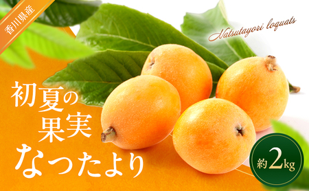 びわ なつたより 香川県産 果物 ギフト びわ【約1kg×2箱】 【46312774】