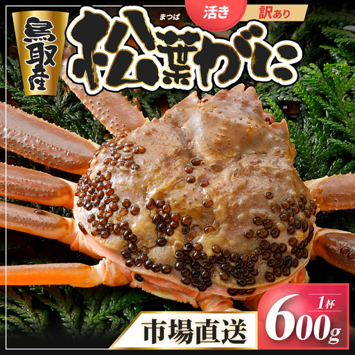 Y927【活物】訳あり松葉がに600g超の大きいサイズ食べ応えあり1杯
