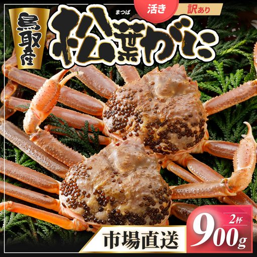 Y947【活物】訳あり松葉がに900g超の大きいサイズ特大2杯