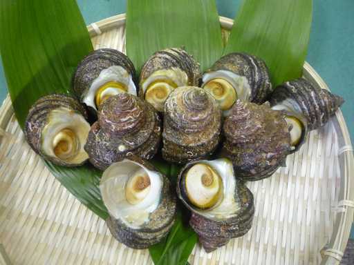 シーフードマイスター厳選 活きサザエ 約1.2kg[C26-9][配送不可地域:離島・北海道・新潟県・沖縄県・東北][1044330] YW