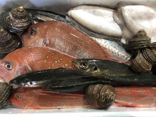 竹中水産の八幡浜発!「朝獲れデイリー鮮魚BOX」2キロ【D22-278】【配送不可地域：離島・北海道・沖縄県】【1298415】 YWTM095
