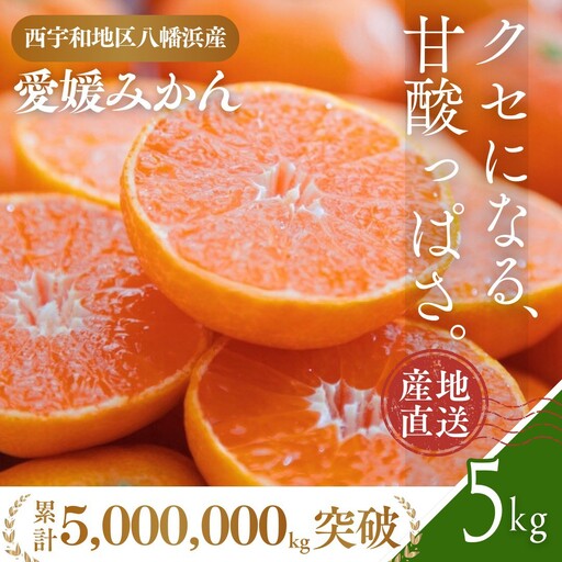 【先行受付】西宇和地区八幡浜産 愛媛みかん 5kg【D25-21】【1044410】 YWTAP014