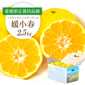 【先行受付】希少柑橘 媛小春(ひめこはる) 2.5kg【E25-144】【1378626】 YWTAP088