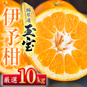 【先行受付】【愛媛名産】玉宝伊予柑　10kg【F64-60】【1510839】 YWTY049