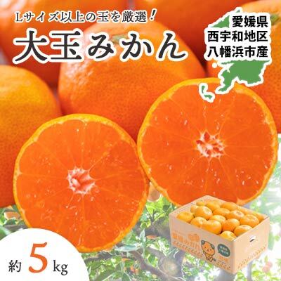[先行受付]大玉サイズのみ厳選!八幡浜産 愛媛みかん5kg[訳あり][A25-219][1626146] YW