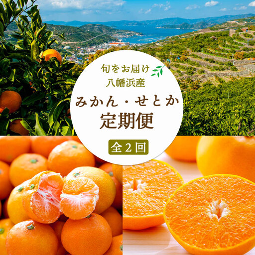 【発送月固定定期便】愛媛みかん大玉8kg(訳)×せとか3kg(訳)【G25-260】全2回【4071213】 YWTAP201