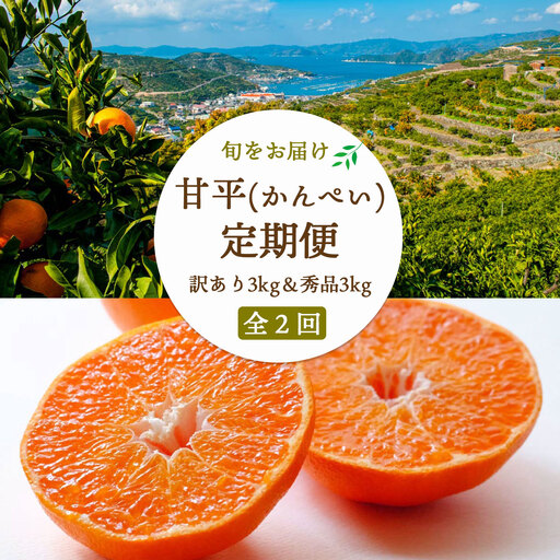 【2週間毎定期便】【愛媛限定栽培】甘平3kg(訳)×甘平3kg(秀)【H25-270】全2回【4071371】 YWTAP211