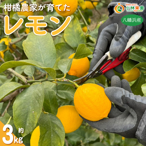 【先行受付】愛媛県八幡浜市産 柑橘農家が育てたレモン 約3キロ【C24-40】【1712455】 YWTAD031