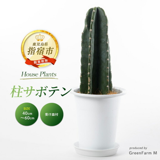 [観葉植物]柱サボテン40cm〜60cm Green Farm M IB075-007 観葉植物 ※北海道・沖縄・離島配送不可