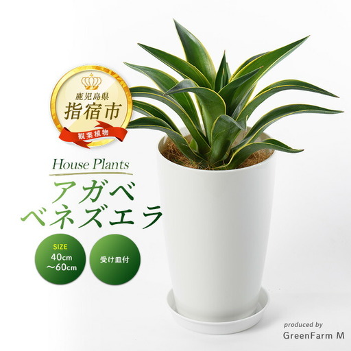 [観葉植物]アガベ ベネズエラ黄40cm〜60cm Green Farm M IB075-001 観葉植物 ※北海道・沖縄・離島配送不可