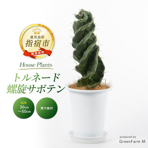 [観葉植物]トルネード 螺旋 サボテン 30cm〜50cm Green Farm M IB075-003 観葉植物 ※北海道・沖縄・離島配送不可