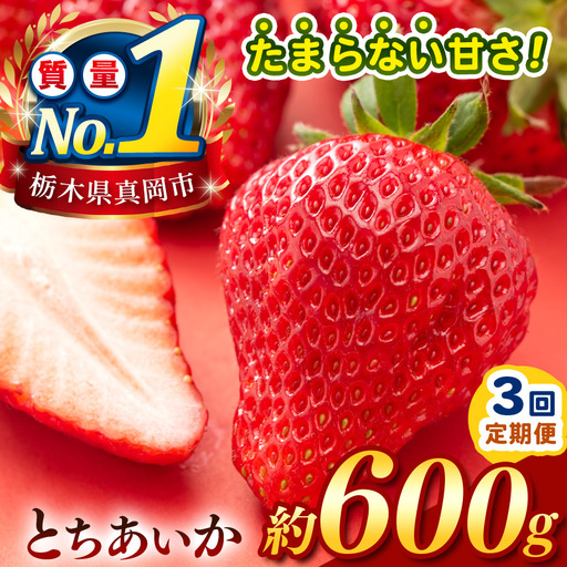 [定期便3回][先行予約] 栃木のこでらんないイチゴ(とちあいか) 約300g×2