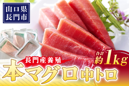 長門産養殖 本マグロ 中トロ柵 1kg 【刺身 柵 マグロ 中とろ まぐろ 鮪 中トロ トロ とろ さしみ さく 冷凍】(1419)