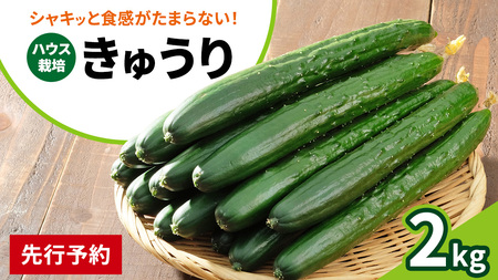 シャキッと美味しい! 瀬戸内産 きゅうり 約2kg [2026年 9月以降発送]