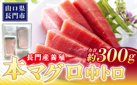 長門産養殖 本マグロ 中トロ柵 300g【刺身 柵 マグロ 中とろ まぐろ 鮪 中トロ トロ とろ さしみ さく 冷凍】 (10181)