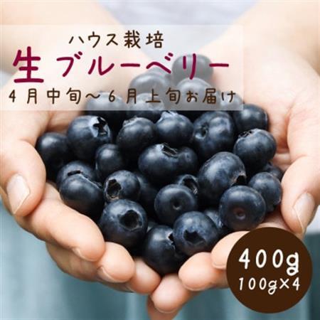 2027年発送【ハウス栽培】季節限定の国産『生ブルーベリー』太陽の恵みを沢山浴び新鮮で大粒。【配送不可地域：離島・北海道・沖縄県・四国・九州】【1374926】