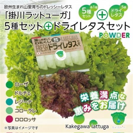 リーフレタスパウダー計10gと掛川ラットューガ5種×1株セット【配送不可地域：離島・北海道・四国・九州】【1699744】
