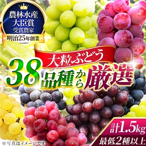 [38品種から厳選]大阪・柏原から届く「旬の宝石箱」大粒ぶどう詰め合わせ(シャインマスカット1房含む)約1.5kg(2026年先行予約 8月下旬〜9月上旬発送分)