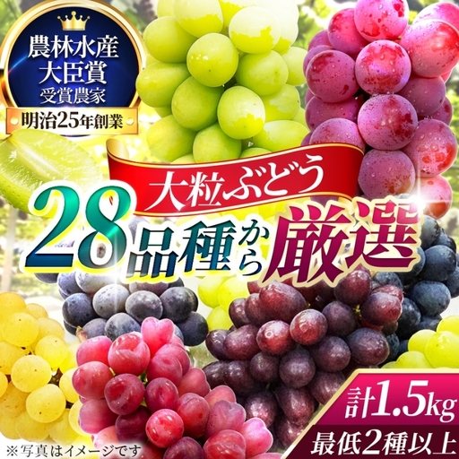 [2026年先行予約]28種の大粒品種から届く「秋の大粒ぶどう宝石箱」(シャインマスカット1房含む)約1.5kg(9月中旬〜下旬発送分)