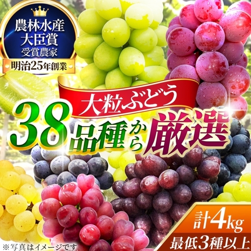 【38品種から厳選】大阪・柏原から届く「旬の宝石箱」大粒ぶどう詰め合わせ（シャインマスカット1房含む）約4kg（2026年先行予約 8月下旬～9月上旬発送分）