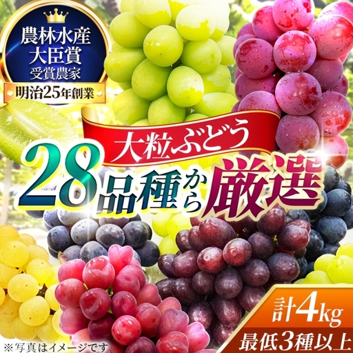 【2026年先行予約】28種の大粒品種から届く「秋の大粒ぶどう宝石箱」（シャインマスカット1房含む）約4kg（9月中旬～下旬発送分）|ぶどう 詰合せ 希少 セット 大粒  残暑見舞い 敬老の日 葡萄 ブドウ 果物 フルーツ くだもの 大阪 贈答 プレゼント