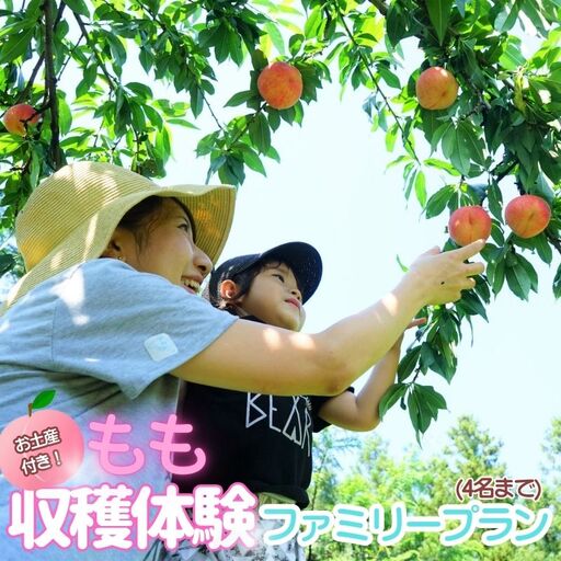 お土産付き 収穫体験ファミリープラン 4名まで 桃[aozf011]